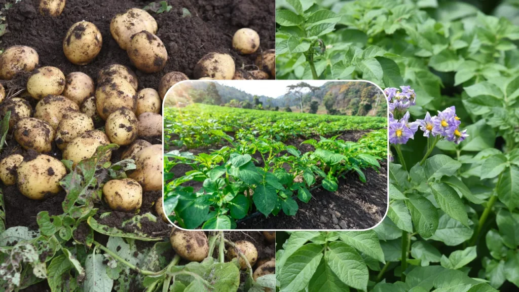 আলু চাষে রেকর্ড ফলনের জন্য সার প্রয়োগ পদ্ধতি 2025