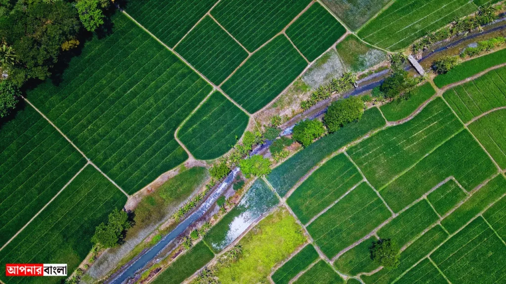 মিশ্র কৃষি: টেকসই উন্নয়নের একটি আধুনিক পদ্ধতি
