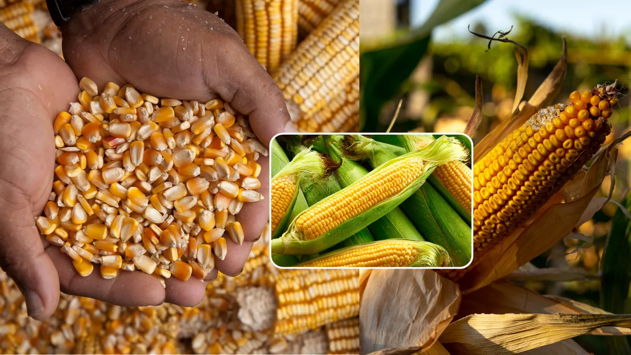 ভুট্টা চাষ শুরু থেকে শেষ পর্যন্ত কিভাবে করলে বেশি লাভ পাবেন?